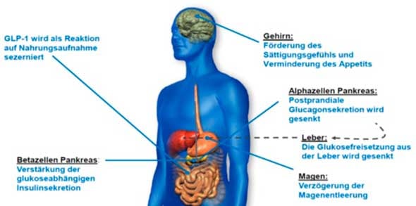 GLP-1-Analoga ahmen die Wirkung des Darmhormons GLP-1 nach. GLP-1 wird als Reaktion auf die Nahrungsaufnahme freigesetzt. Quelle modifiziert nach Flint A, et al. Glucagon-like peptide 1 promotes satiety and suppresses energy intake in humans. J Clin Invest. 1998;101:515-520; Larsson H, et al. Glucagon-like peptide-1 reduces hepatic glucose production indirectly through insulin and glucagon in humans. Acta Physiol Scand. 1997;160:413-422; Nauck MA et al. Effects of subcutaneous glucagon-like peptide 1 (GLP-1 [7-36 amide]) in patients with NIDDM. Diabetologia. 1996;39:1546-1553; Drucker DJ et al. Glucagon-like peptides. Diabetes. 1998;47:159-169
