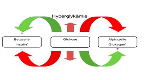 Modulatoren der Glukose-Homöostase: Die Insulin- und Glukagon-Sekretion werden durch zahlreiche Nährstoffe, Hormone und neuralen Funktionen beeinflusst. Quelle modifiziert nach: Berne RM, et al., eds. Physiology. St. Louis, Mo: Mosby, Inc;1998: 822–847.